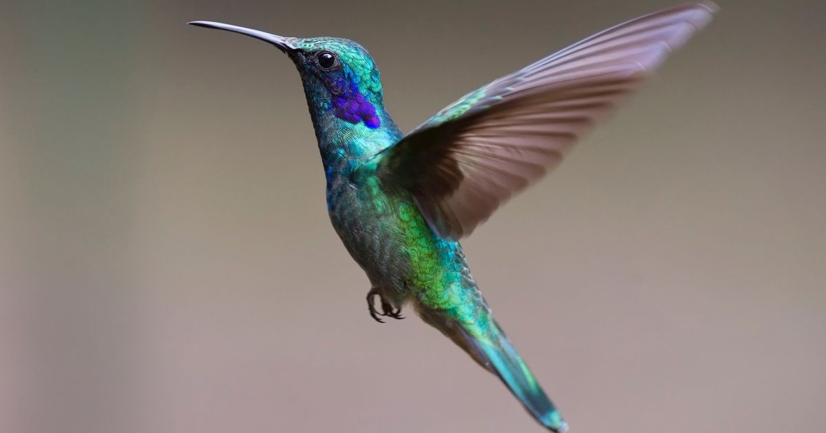 El colibrí como símbolo de disautonomía (reflexión)