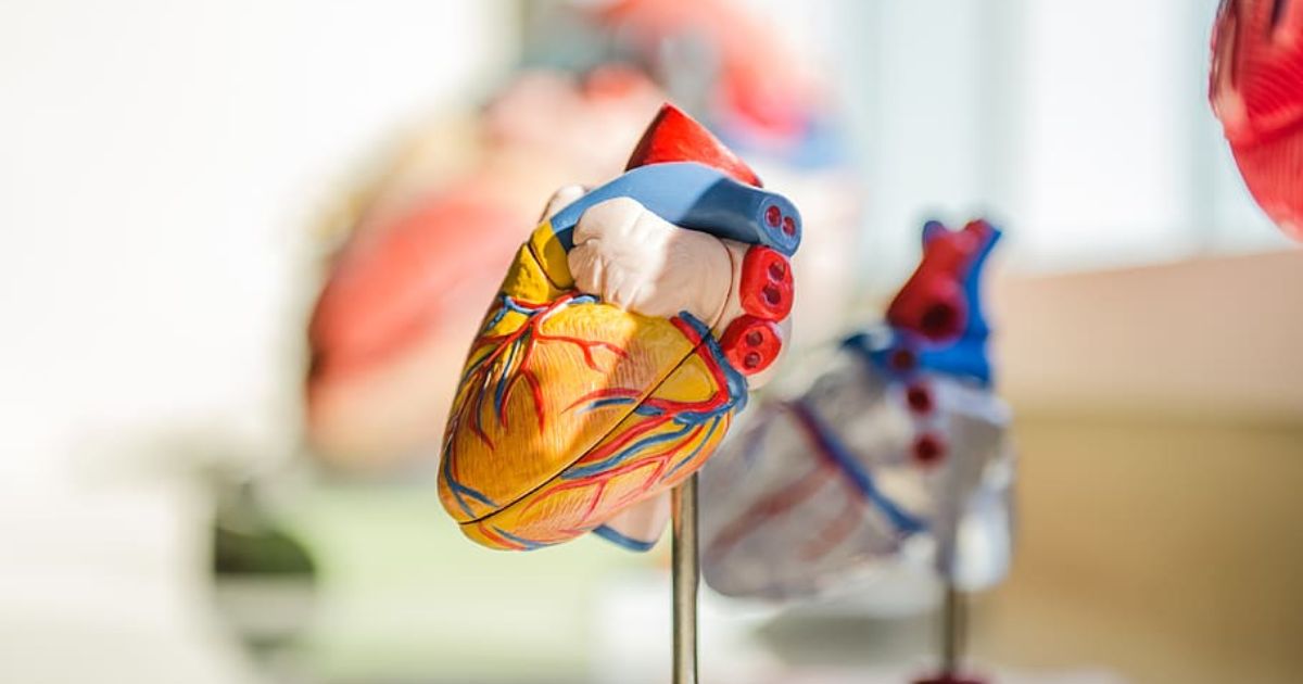 El corazón también envejece: ¿qué es normal esperar y qué no?